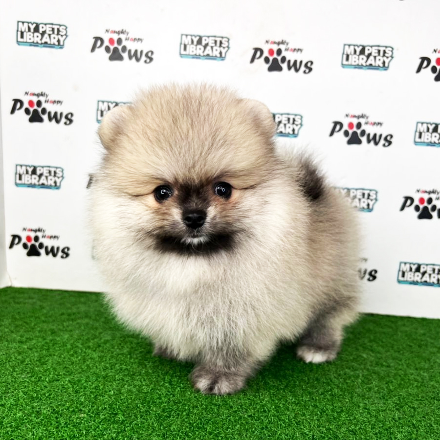 Pomeranian Puppy (Male) For Sale
