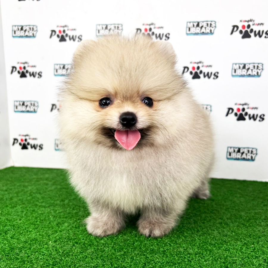 Pomeranian Puppy (Male) For Sale