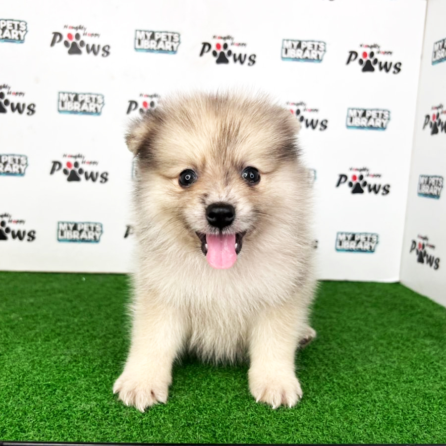 Pomeranian Puppy (Male) For Sale