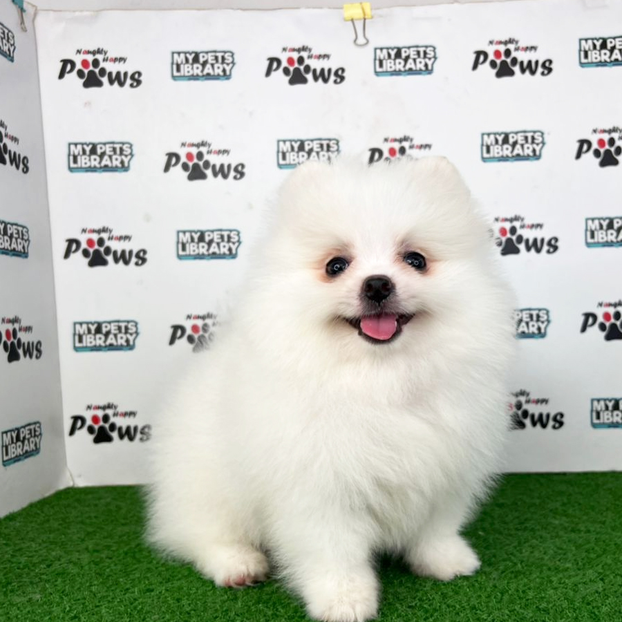 Pomeranian Puppy (Female) For Sale