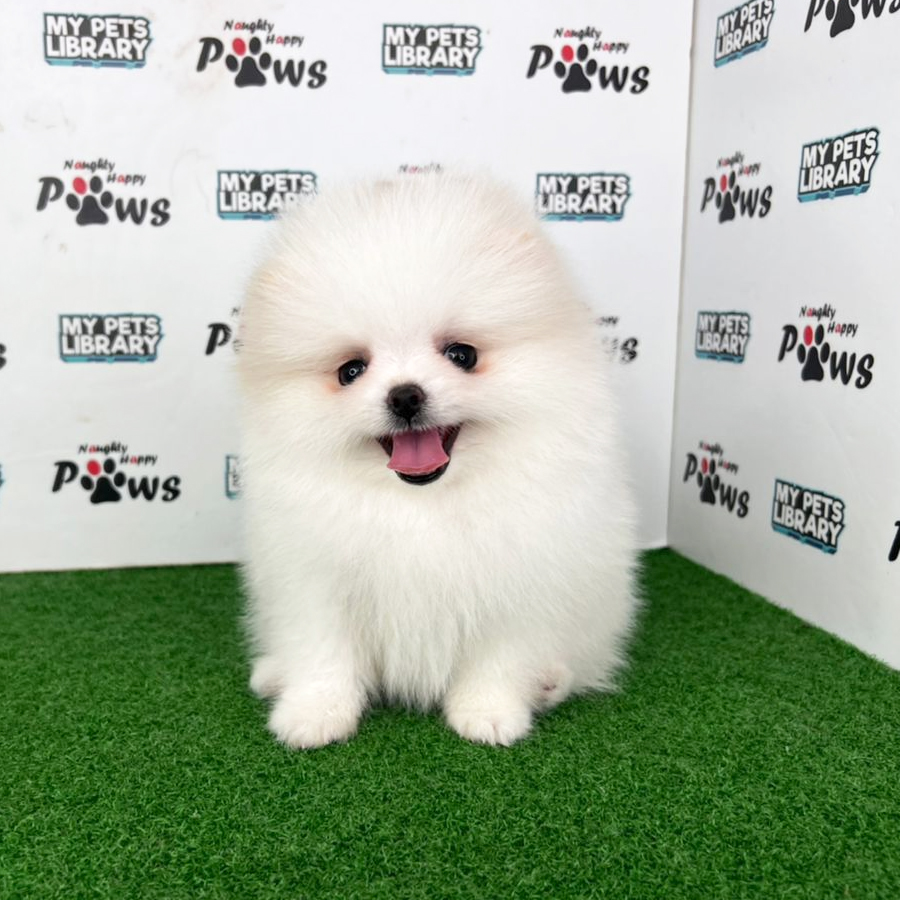 Pomeranian Puppy (Female) For Sale