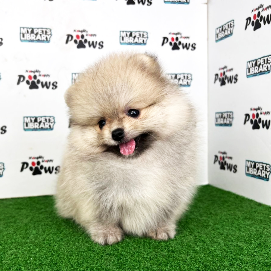 Pomeranian Puppy (Female) For Sale