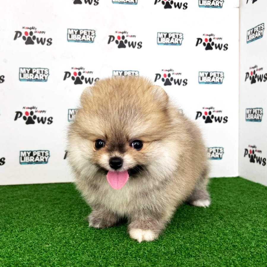 Pomeranian Puppy (Female) For Sale