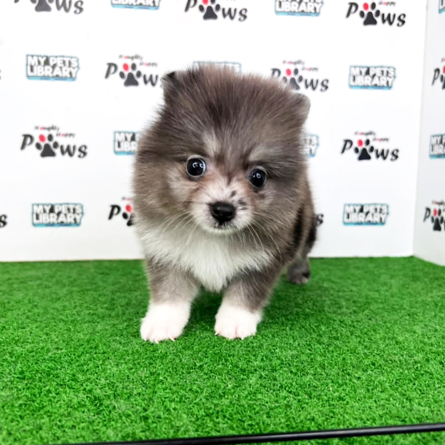 Pomeranian Puppy (Female) For Sale