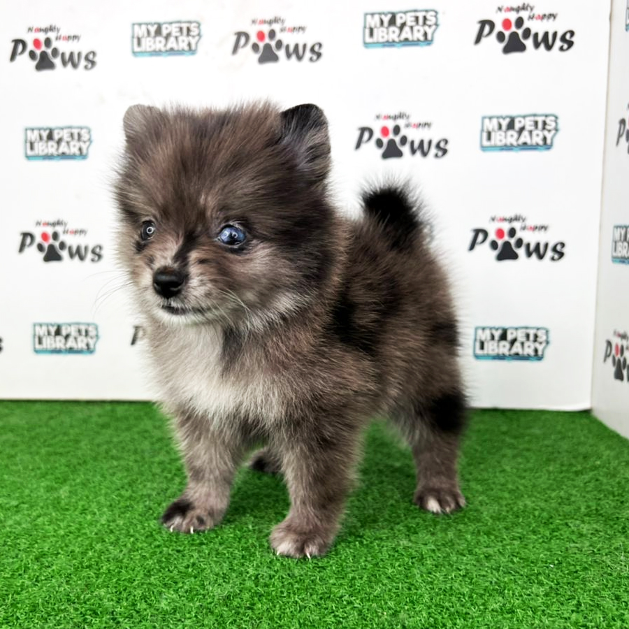 Pomeranian Puppy (Female) For Sale