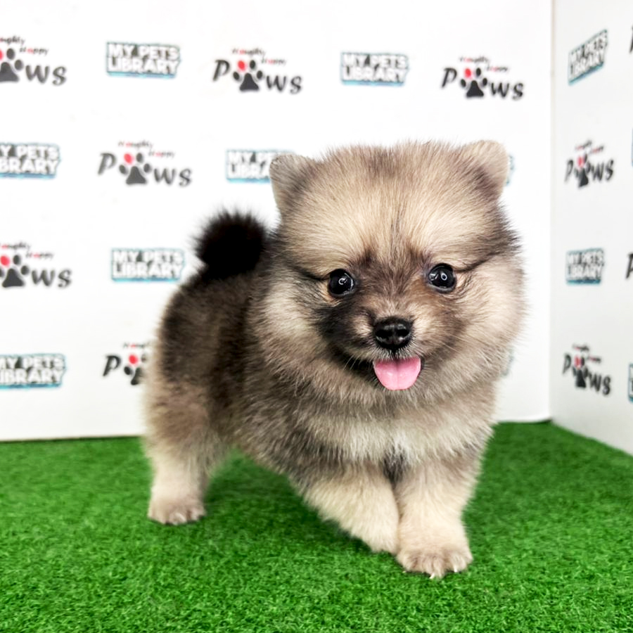 Pomeranian Puppy (Female) For Sale