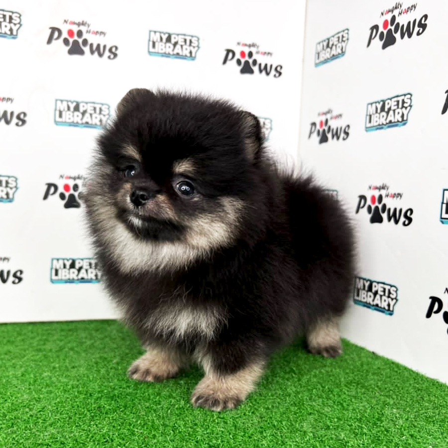 Pomeranian Puppy (Female) For Sale