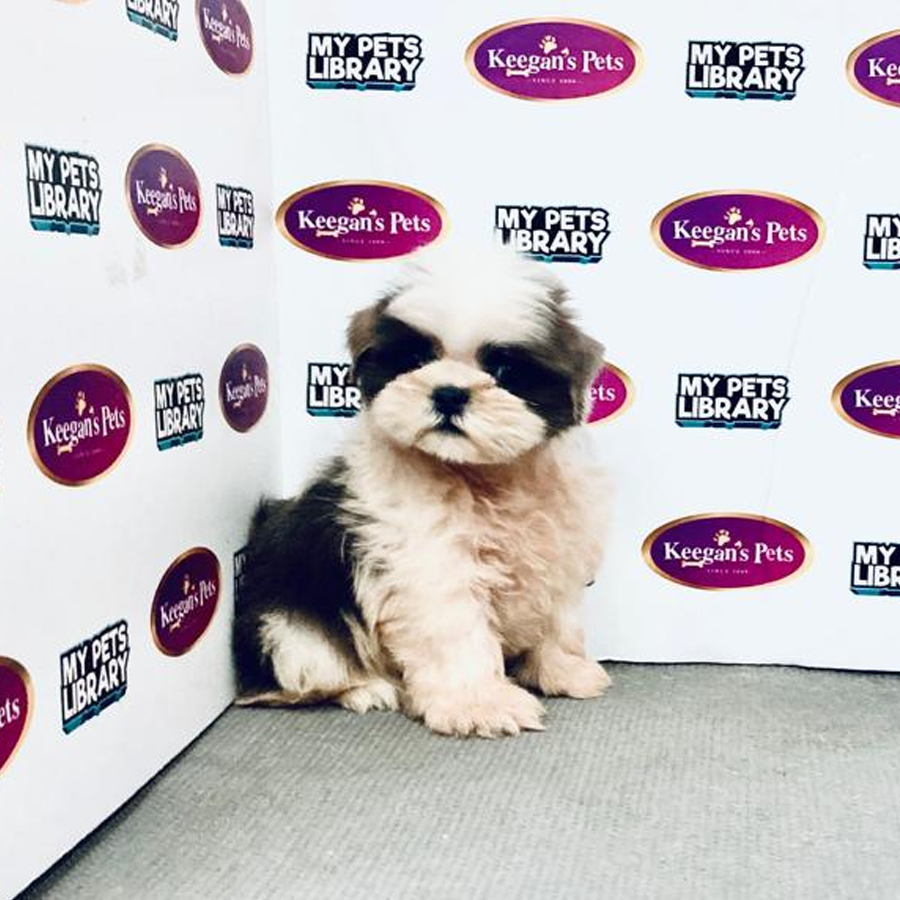 Shih Tzu Puppy (Male) For Sale