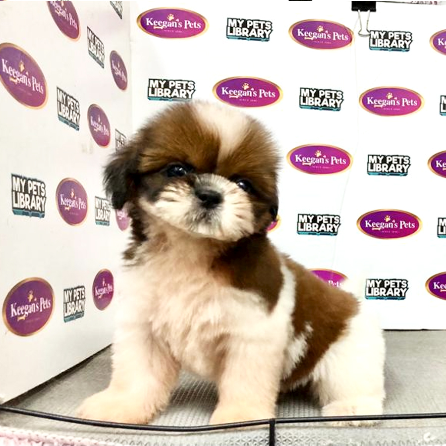 Shih Tzu Puppy (Female) For Sale