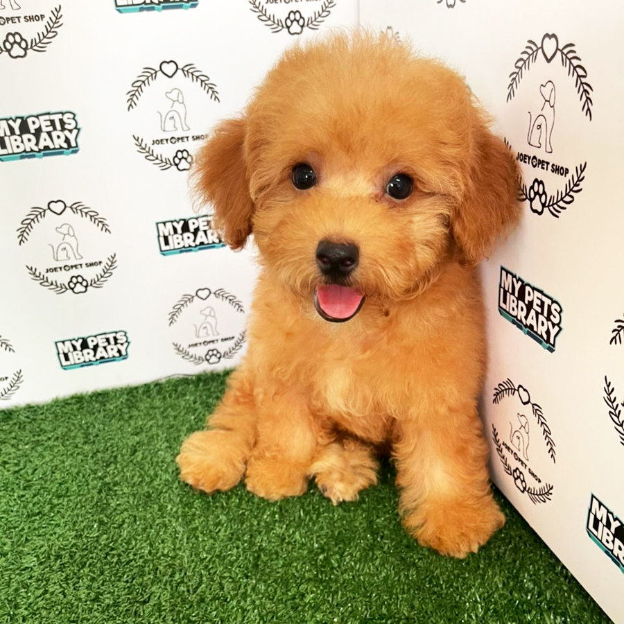 Toy Poodle Puppy (Female) For Sale