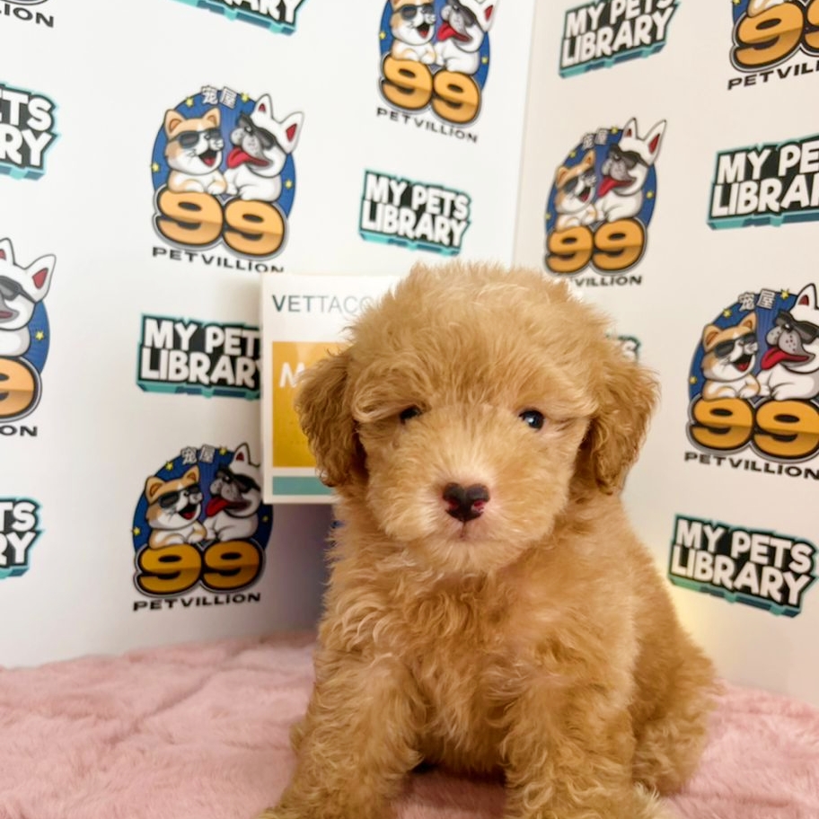 Toy Poodle Puppy (Male) For Sale
