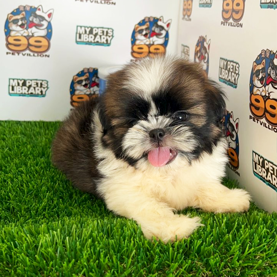 Shih Tzu Puppy (Male) For Sale