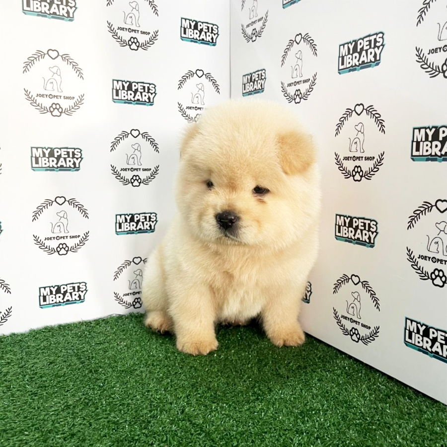 Chow Chow Puppy (Male) For Sale