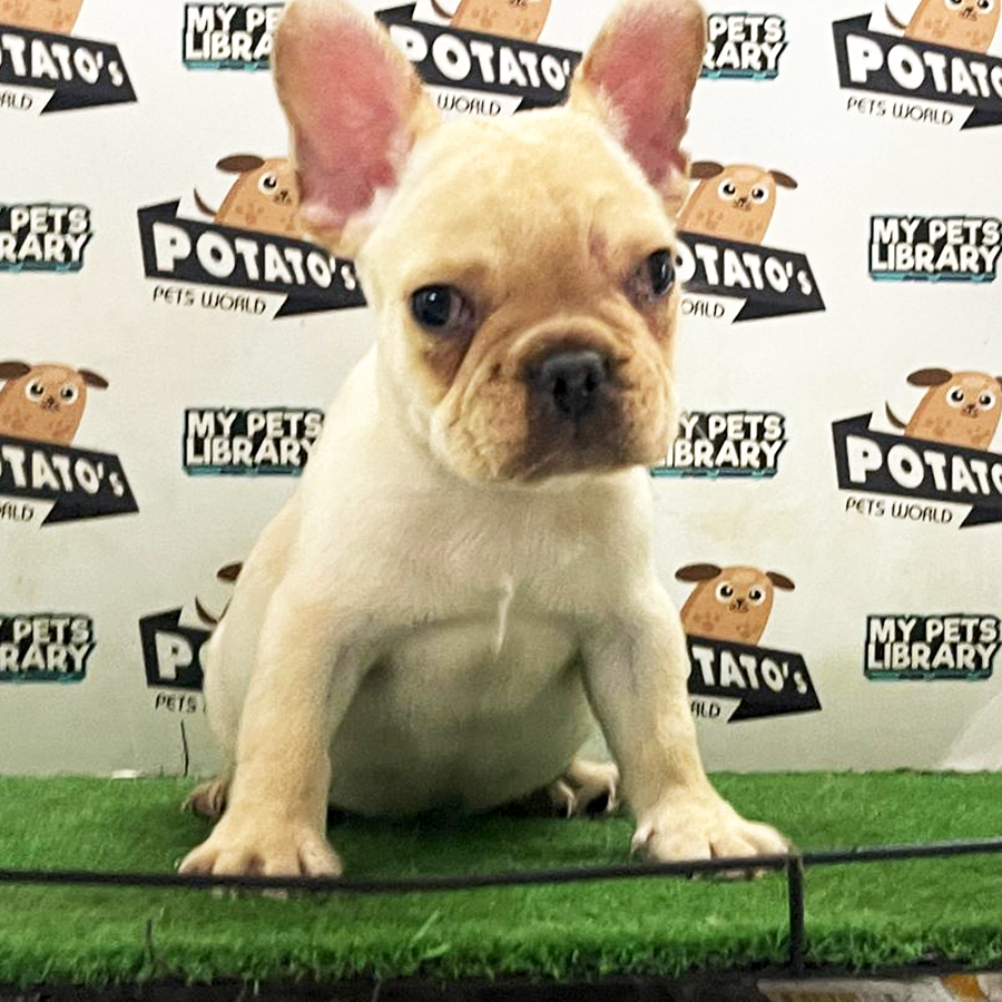 French Bulldog Puppy (Male) For Sale