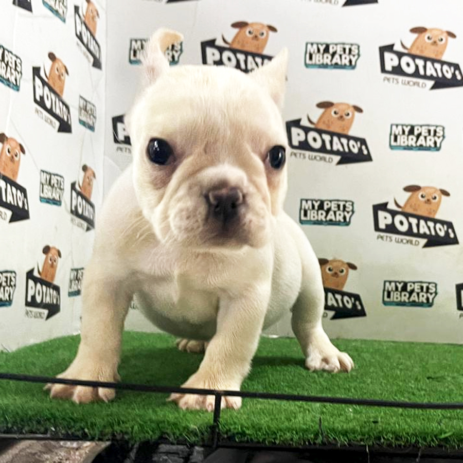 French Bulldog Puppy (Female) For Sale