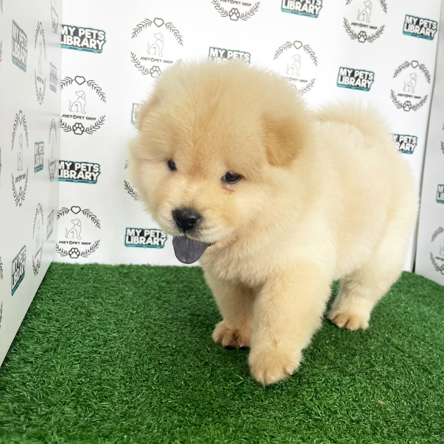 Chow Chow Puppy (Male) For Sale