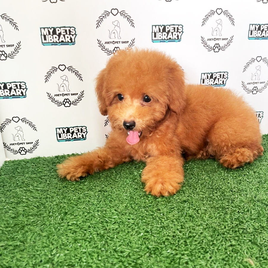 Toy Poodle Puppy (Female) For Sale