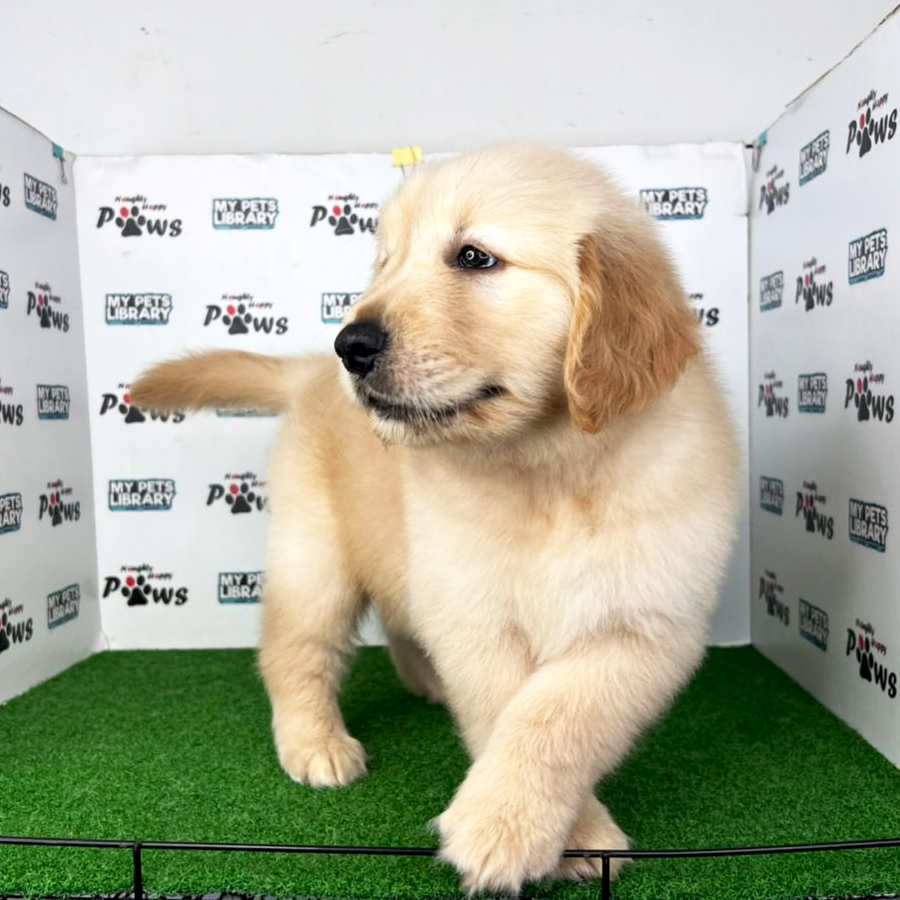 Golden Retriever Puppy (Male) For Sale