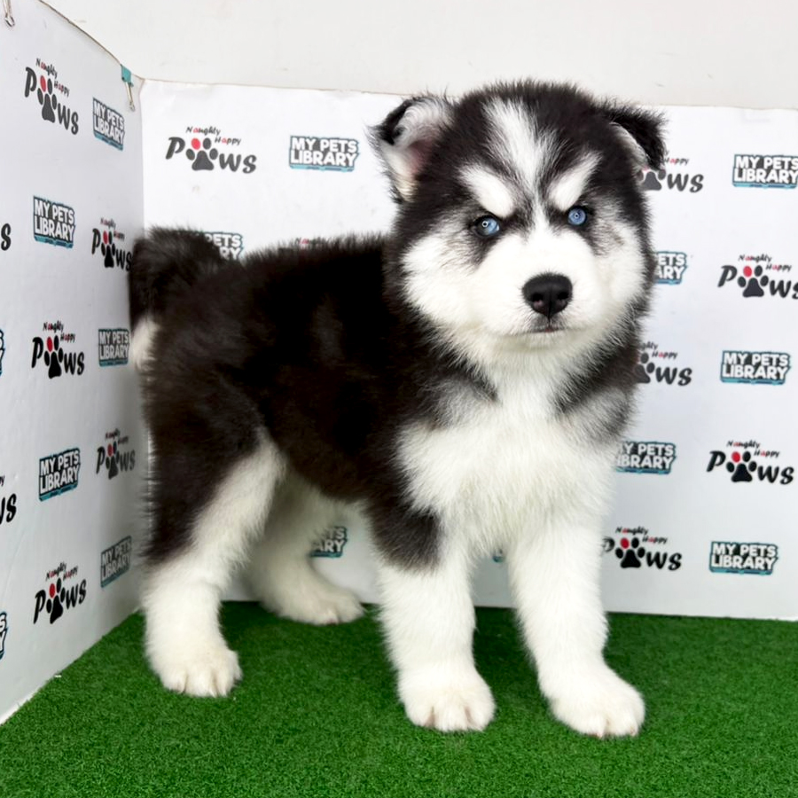 Wooly Husky Puppy (Male) For Sale