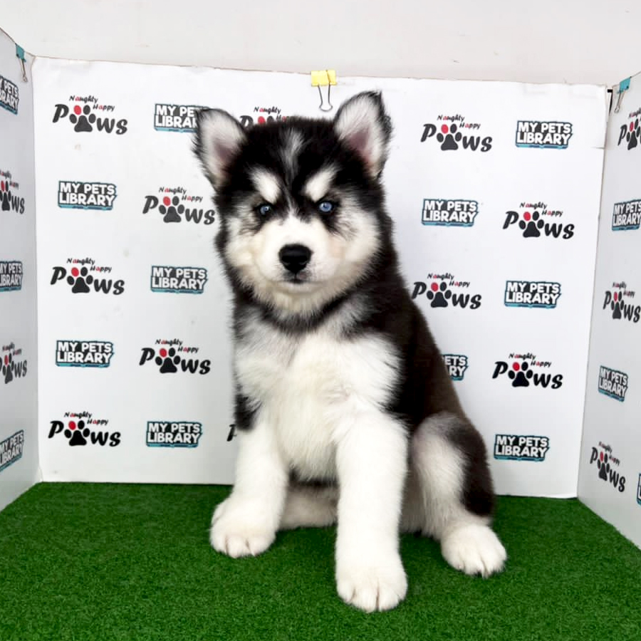 Wooly Husky Puppy (Female) For Sale
