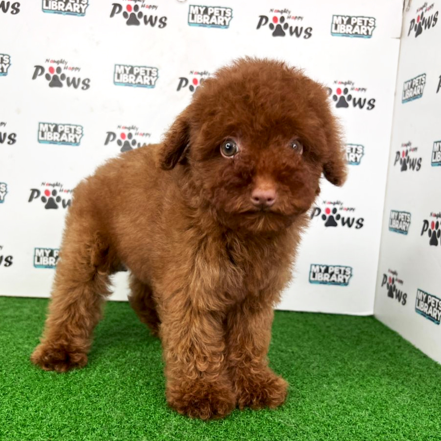 Toy Poodle Puppy (Female) For Sale