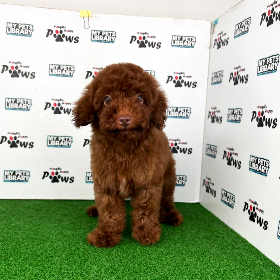 Toy Poodle Puppy (Male) For Sale