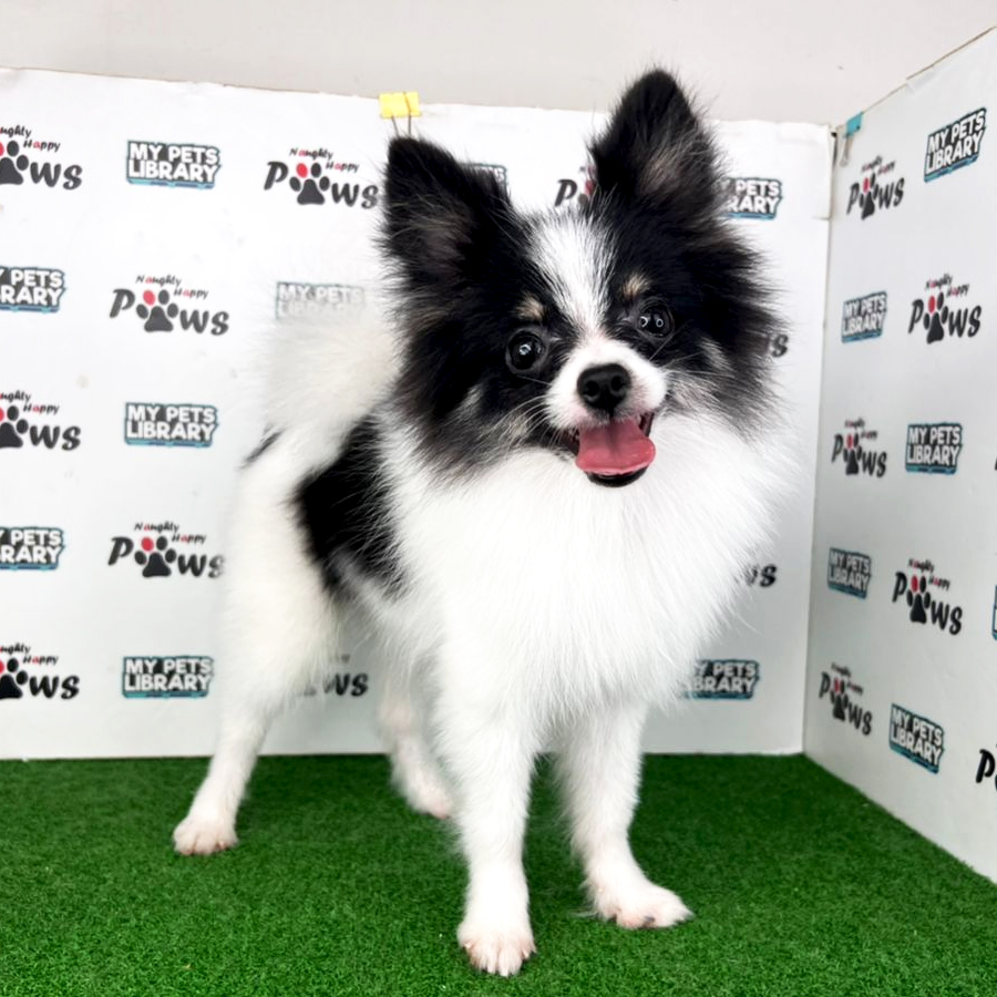Pomeranian Puppy (Male) For Sale