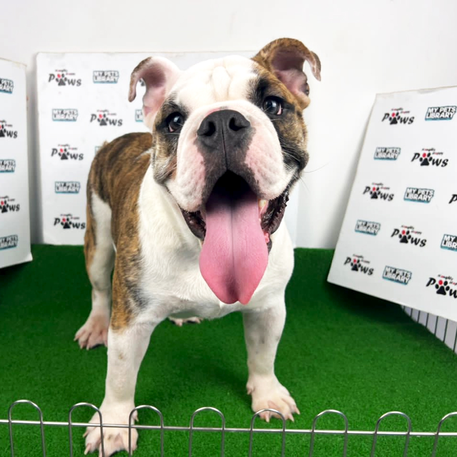 English Bulldog Puppy (Male) For Sale