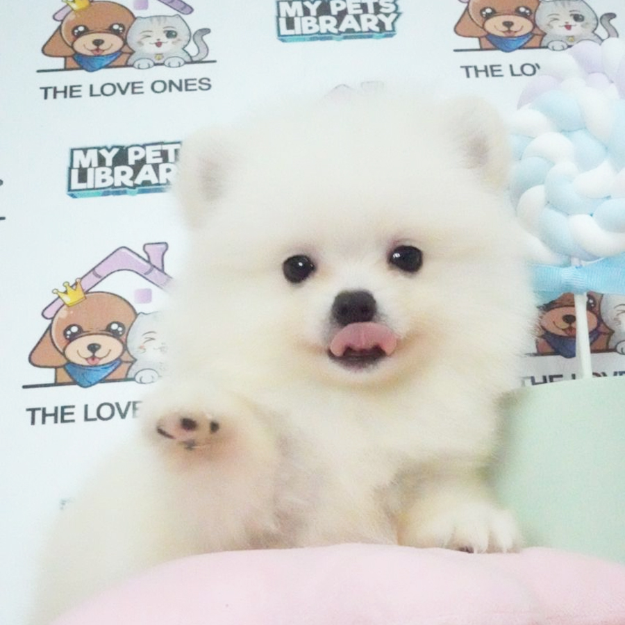 Tiny Pomeranian Puppy (Male) For Sale