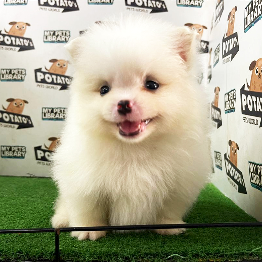 Pomeranian Puppy (Male) For Sale