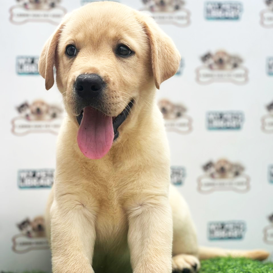 Labrador Retriever Puppy (Male) For Sale