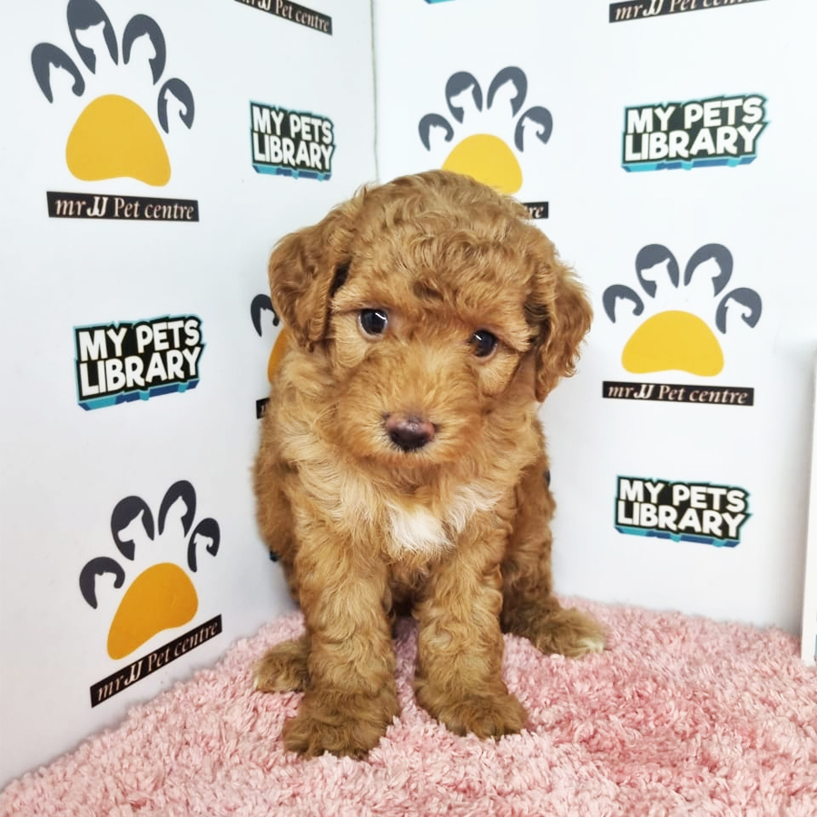 Toy Poodle Puppy (Female) For Sale