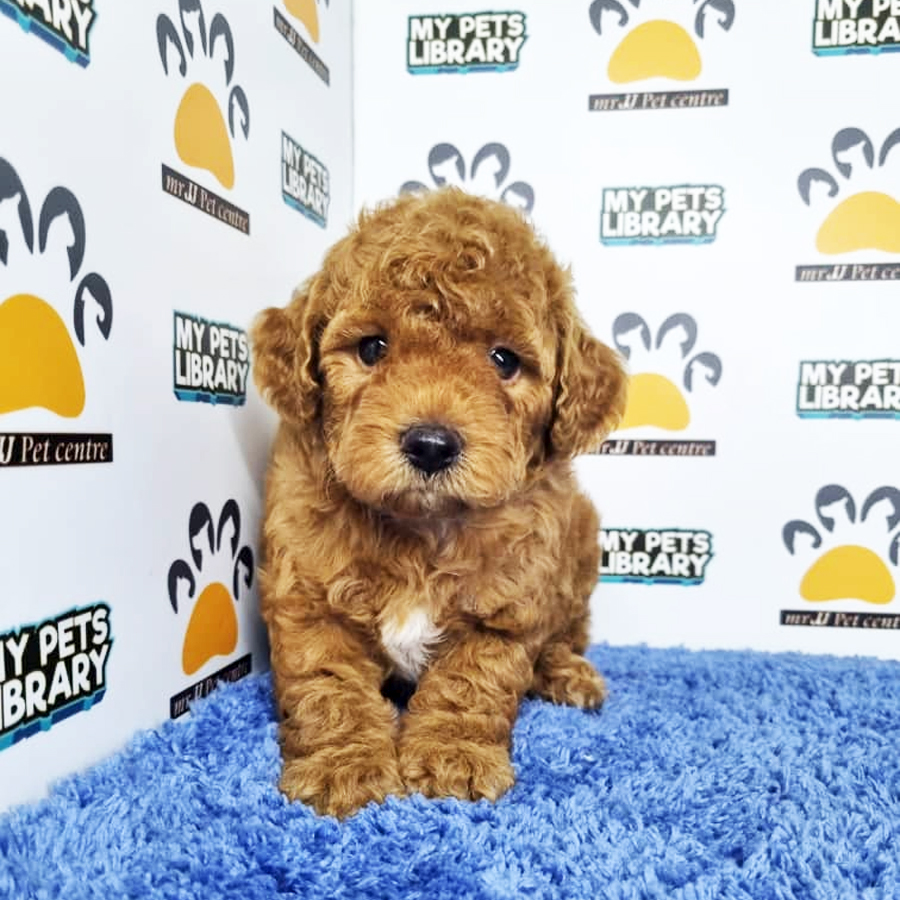 Toy Poodle Puppy (Male) For Sale