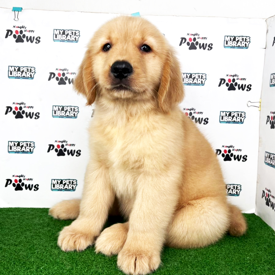 Golden Retriever Puppy (Male) For Sale