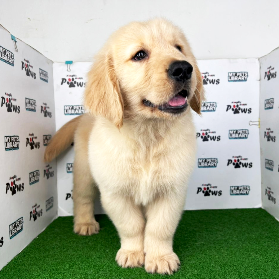 Golden Retriever Puppy (Male) For Sale