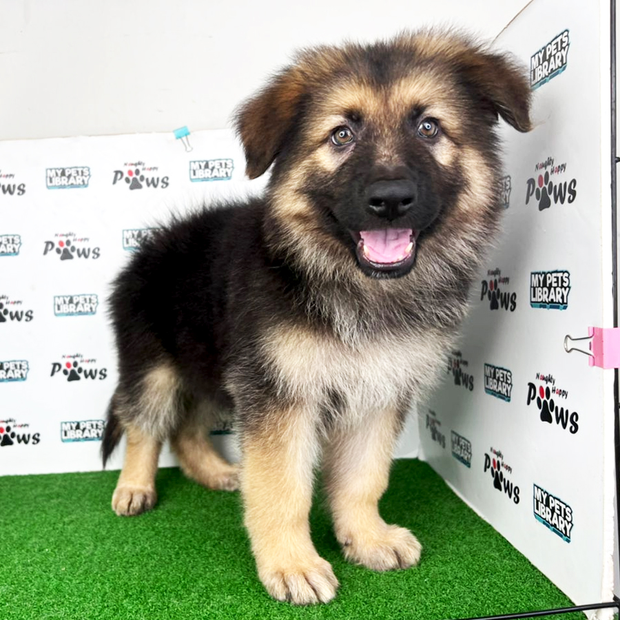 German Shepherd Puppy (Male) For Sale