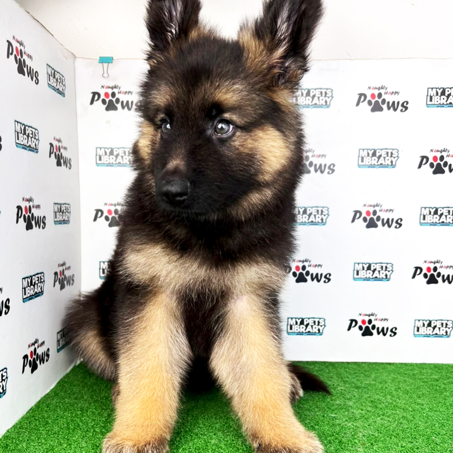 German Shepherd Puppy (Male) For Sale