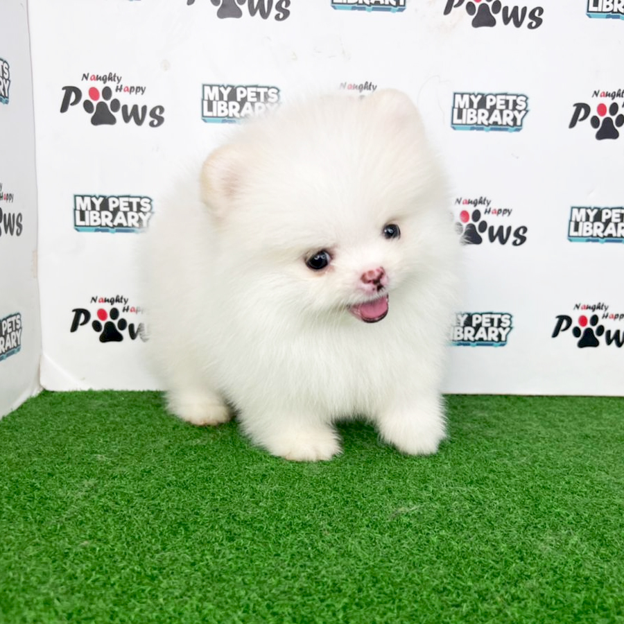 Pomeranian Puppy (Female) For Sale