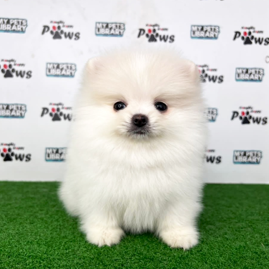 Pomeranian Puppy (Female) For Sale