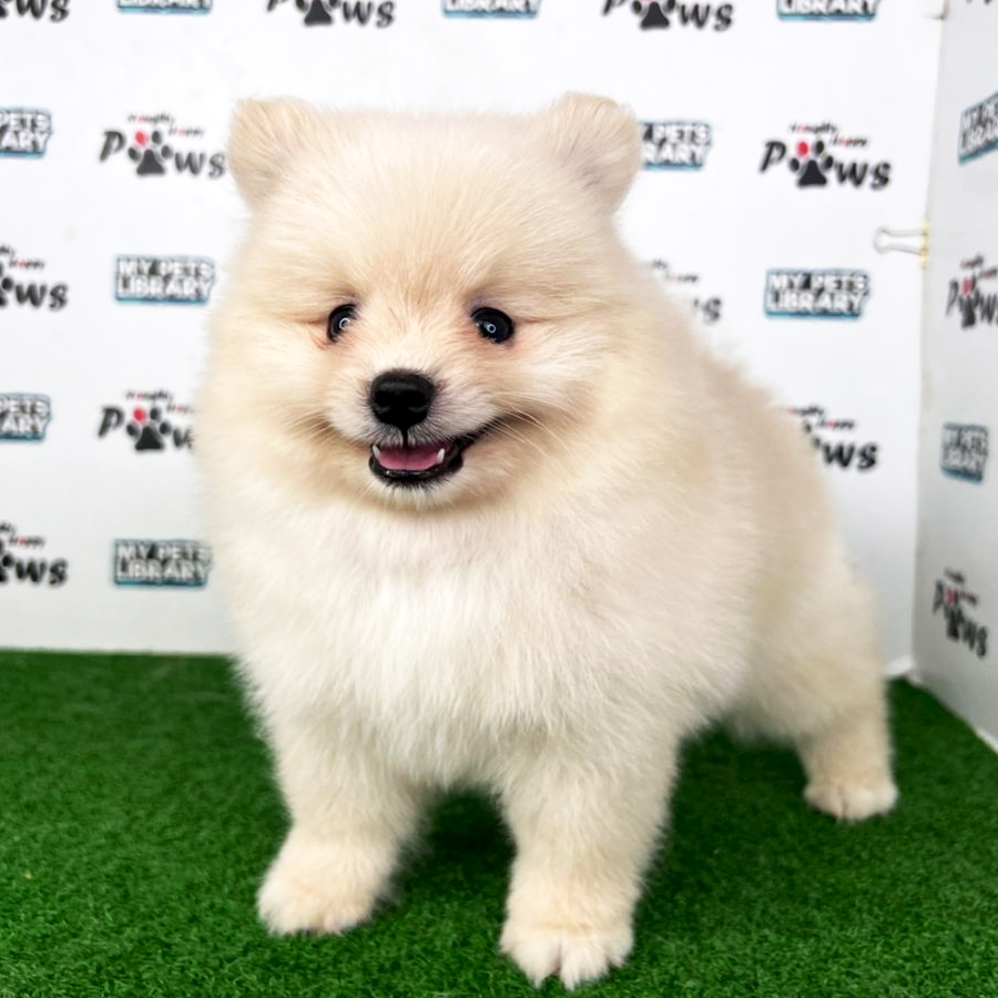 Pomeranian Puppy (Male) For Sale