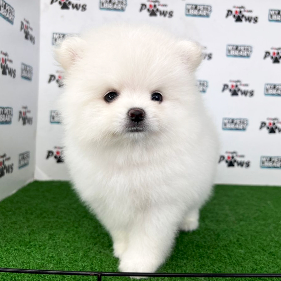 Pomeranian Puppy (Male) For Sale