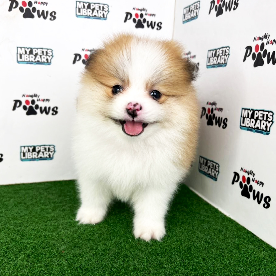 Pomeranian Puppy (Male) For Sale
