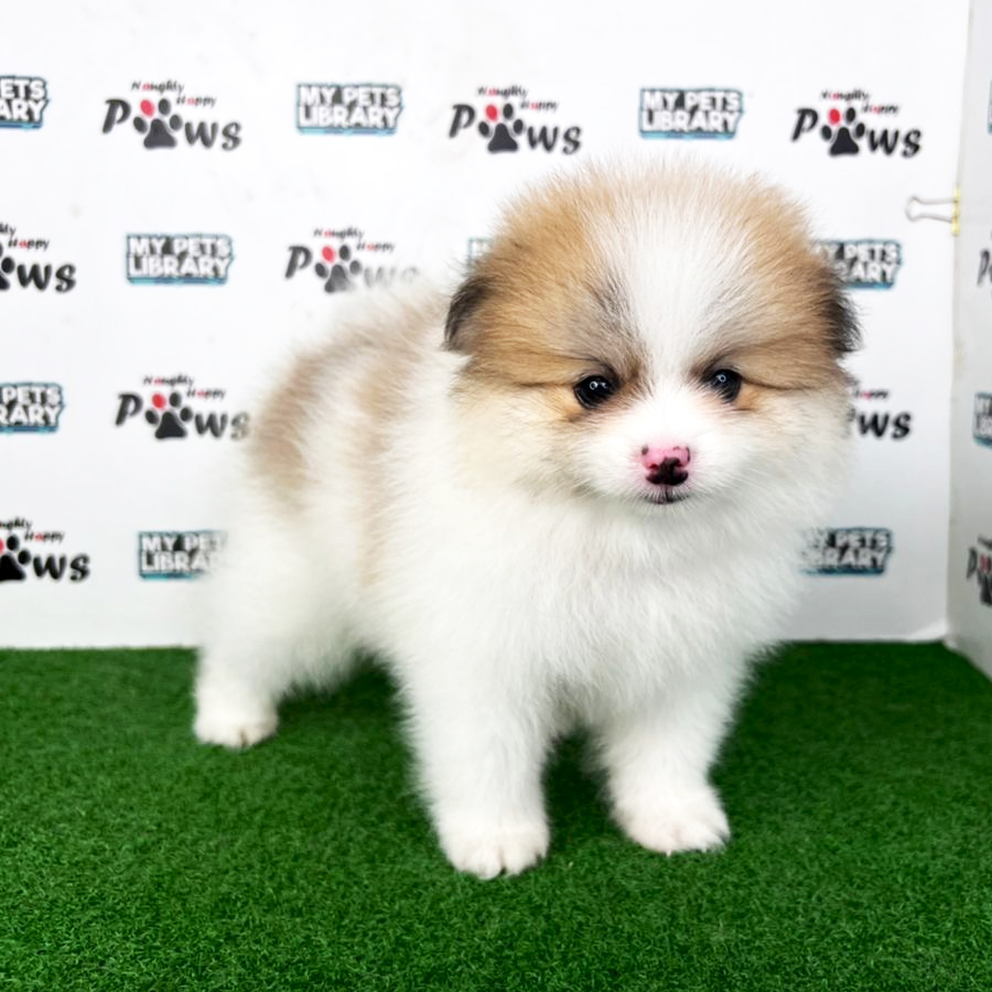 Pomeranian Puppy (Male) For Sale