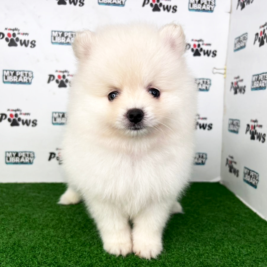 Pomeranian Puppy (Male) For Sale