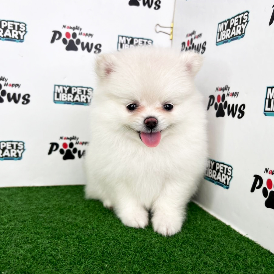 Pomeranian Puppy (Female) For Sale