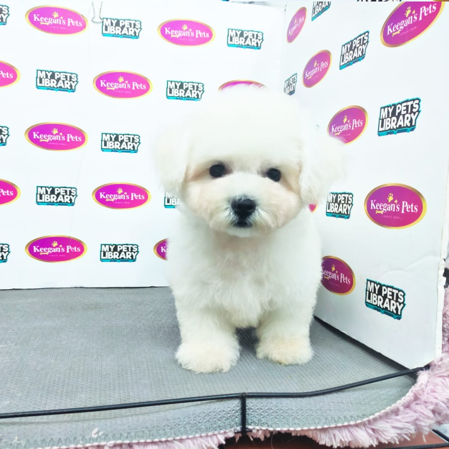 MKA Bichon Frisé Puppy (Male) For Sale