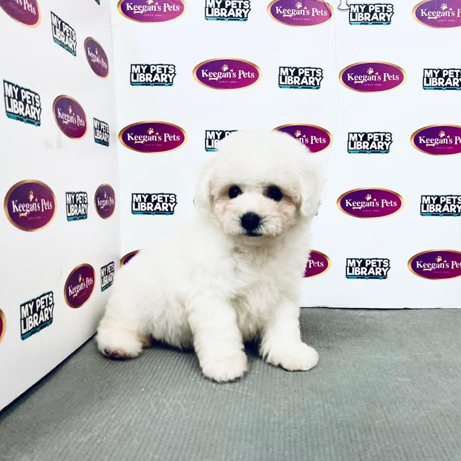 MKA Bichon Frisé Puppy (Female) For Sale