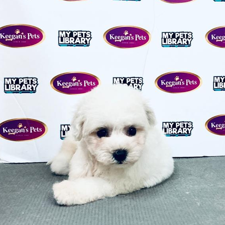 MKA Bichon Frisé Puppy (Female) For Sale