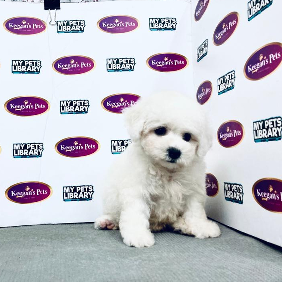 MKA Bichon Frisé Puppy (Male) For Sale