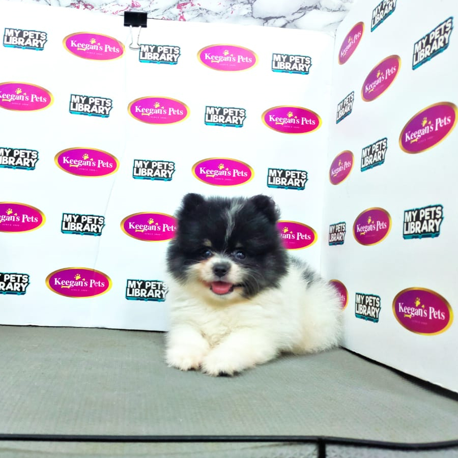 MKA Pomeranian Puppy (Male) For Sale